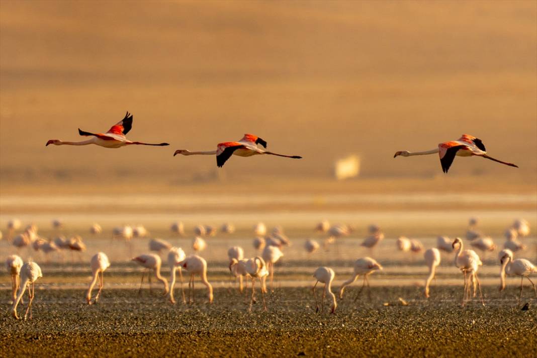 Konya’nın flamingo cenneti! 180 türe ev sahipliği yapıyor, görsel şölen sunuyor 13